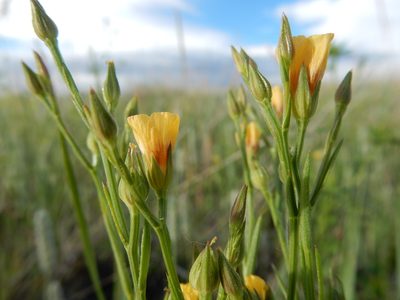 Linum compactum, photographed by Matt Lavin