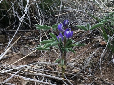 Lupinus pusillus, photographed by Matt Lavin