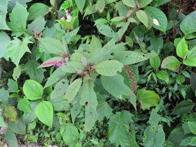 Phytolacca rivinoides, photographed by Juan C. Espinosa