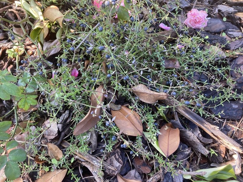 Trichogalium bermudense, photographed by Lauren Gillett