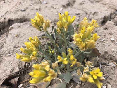 Physaria acutifolia, photographed by Jess Mullins