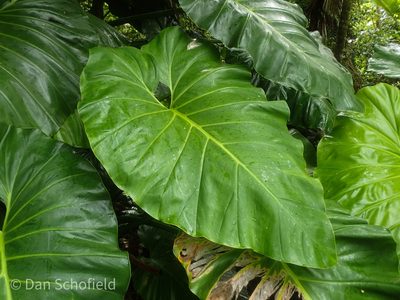 Philodendron giganteum, photographed by Dan Schofield