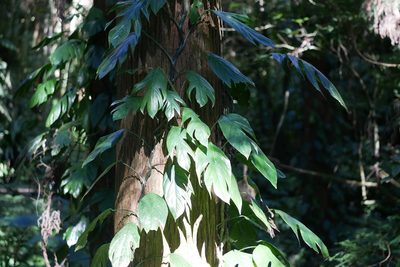 Epipremnum pinnatum, photographed by Moogoo Lee
