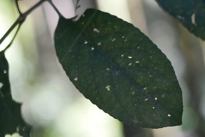 Staphylea formosana, photographed by Moogoo Lee
