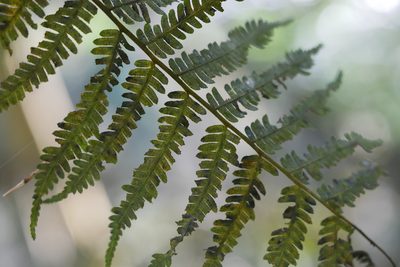 Alsophila spinulosa, photographed by Moogoo Lee