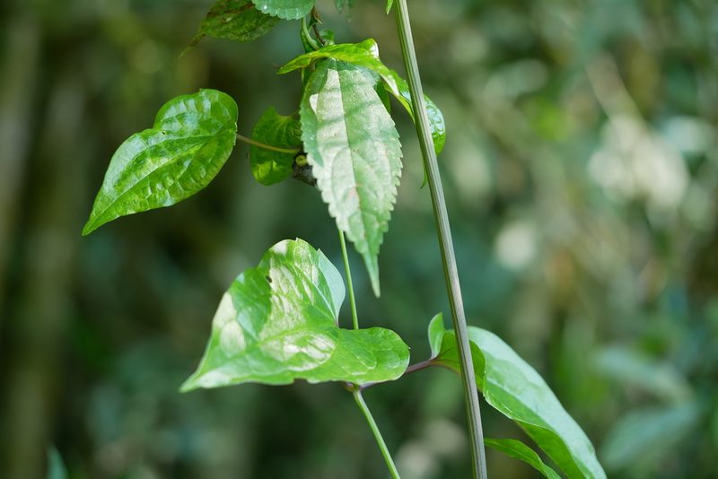 Clematis tashiroi, photographed by Moogoo Lee