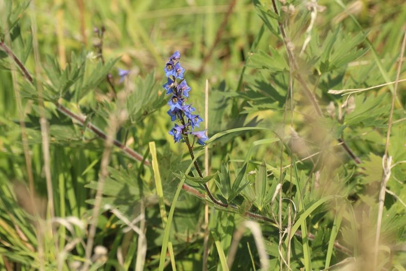 Delphinium retropilosum, photographed by Andrew Bazdyrev
