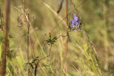 Aconitum volubile, photographed by Andrew Bazdyrev