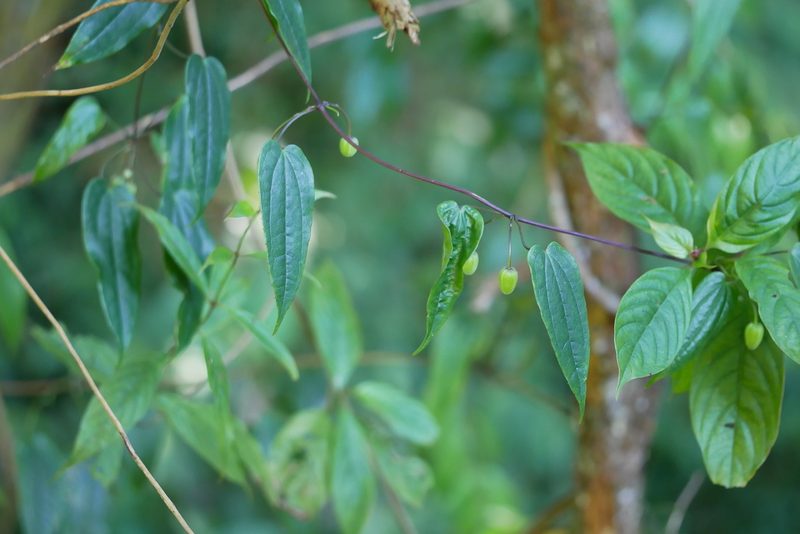 Clematis henryi, photographed by Moogoo Lee