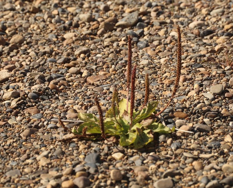 Plantago depressa, photographed by Andrew Bazdyrev