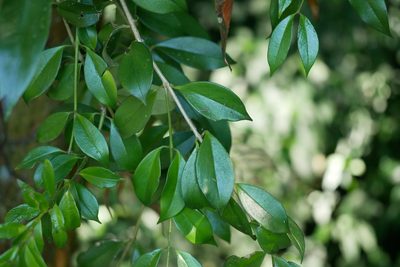 Aeschynanthus acuminatus