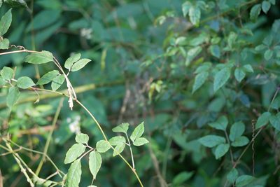 Causonis corniculata, photographed by Moogoo Lee