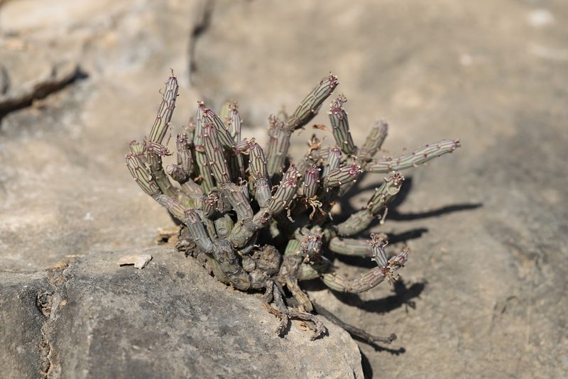 Kleinia odora, photographed by Adrien Jailloux