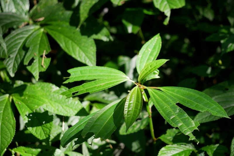 Pilea rotundinucula, photographed by Moogoo Lee