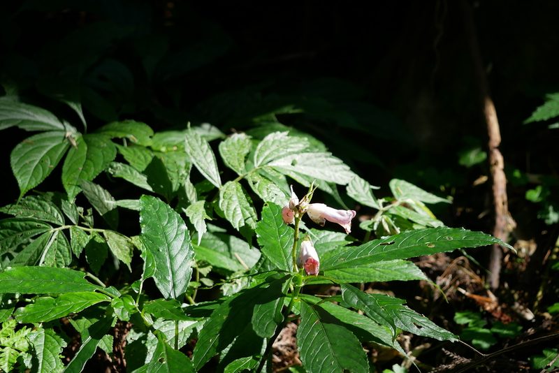 Hemiboea bicornuta, photographed by Moogoo Lee