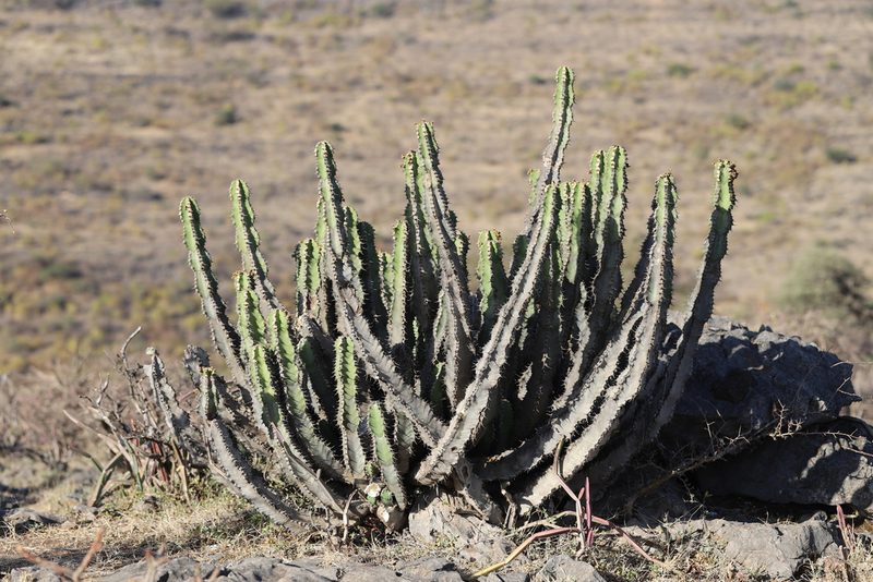 Euphorbia momccoyae, photographed by Adrien Jailloux