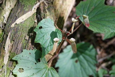 Begonia palmata, photographed by Moogoo Lee