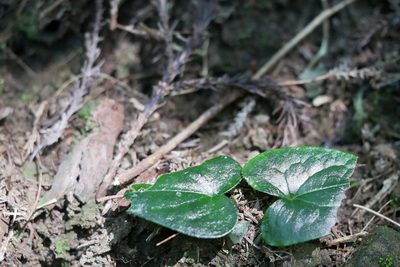 Asarum caudigerum, photographed by Moogoo Lee
