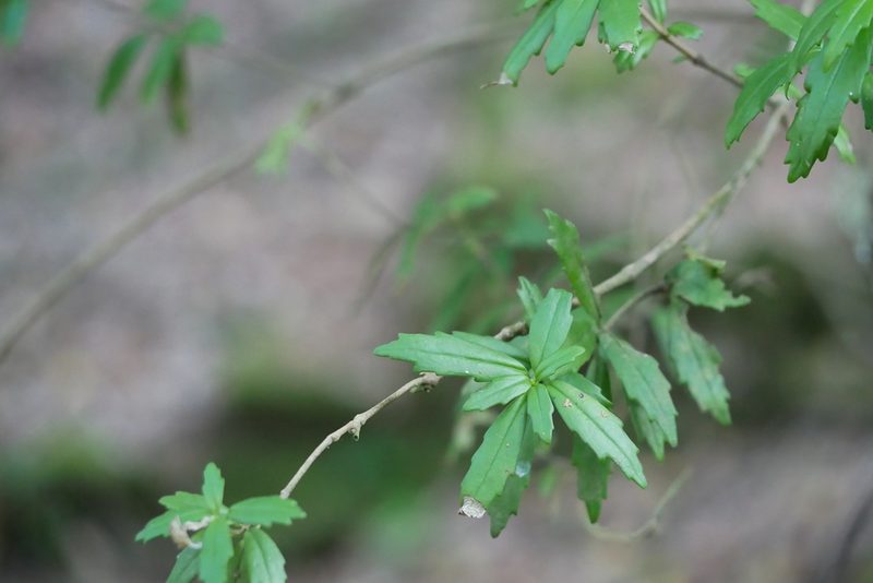 Lysionotus pauciflorus, photographed by Moogoo Lee