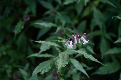 Ophiorrhiza japonica, photographed by Moogoo Lee