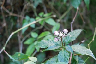 Ophiorrhiza japonica, photographed by Moogoo Lee