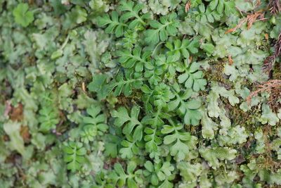 Ellisiophyllum pinnatum, photographed by Moogoo Lee