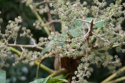 Tetrapanax papyrifer, photographed by Moogoo Lee