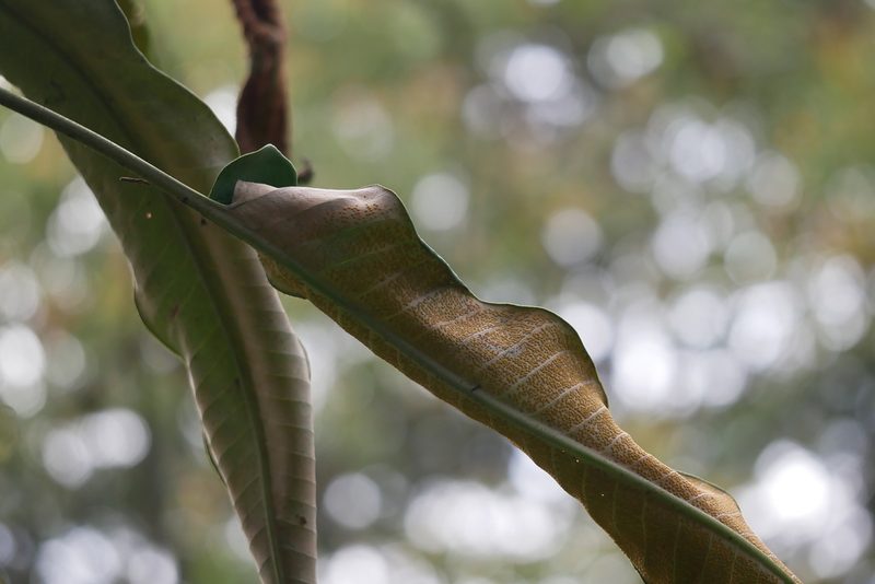 Pyrrosia sheareri, photographed by Moogoo Lee