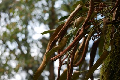 Pyrrosia sheareri, photographed by Moogoo Lee