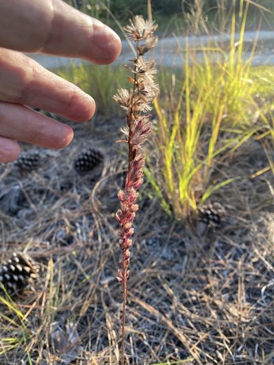 Liatris tenuifolia, photographed by Judy Gallagher