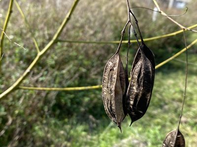 Sesbania vesicaria