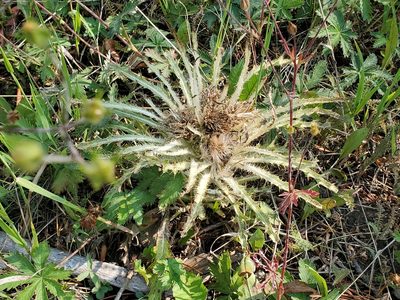 Cirsium scariosum, photographed by Craig Martin