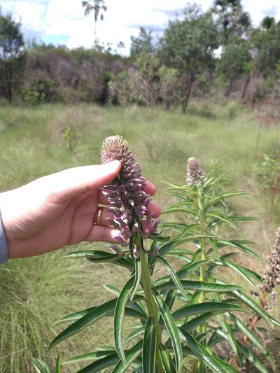 Lobelia brasiliensis, photographed by Leonardo Bergamini