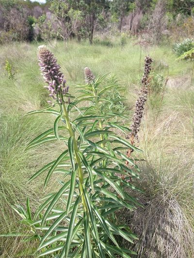 Lobelia brasiliensis, photographed by Leonardo Bergamini