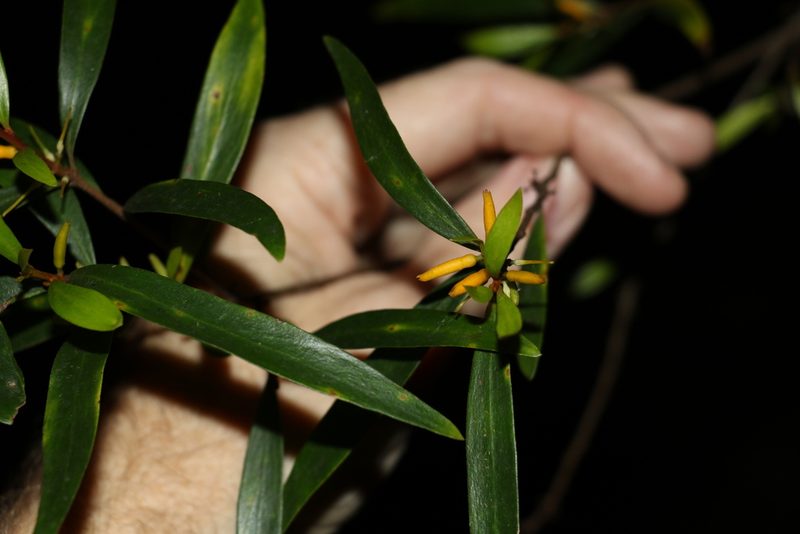 Persoonia iogyna, photographed by Greg Tasney