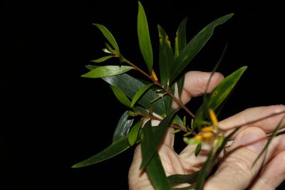 Persoonia iogyna, photographed by Greg Tasney