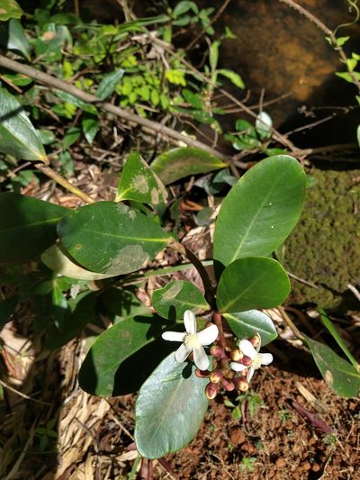 Clusia criuva, photographed by Leonardo Bergamini