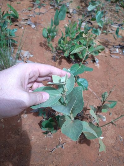 Cissampelos ovalifolia, photographed by Leonardo Bergamini