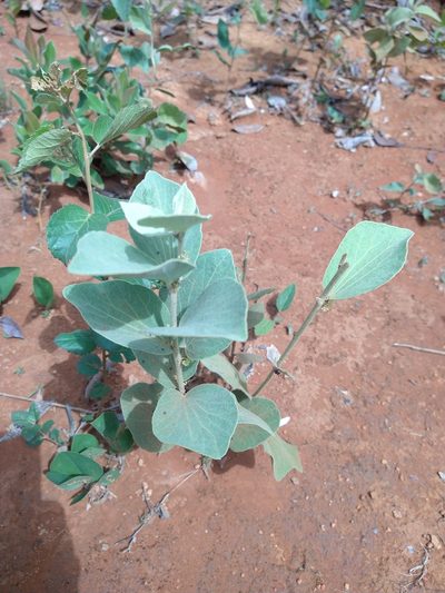 Cissampelos ovalifolia, photographed by Leonardo Bergamini