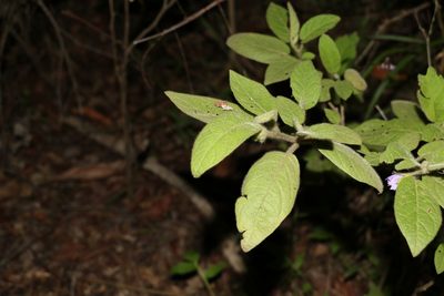 Solanum densevestitum, photographed by Greg Tasney