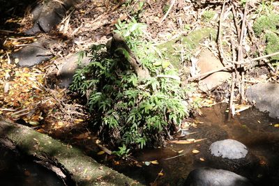 Luzuriaga radicans, photographed by nitsuga74