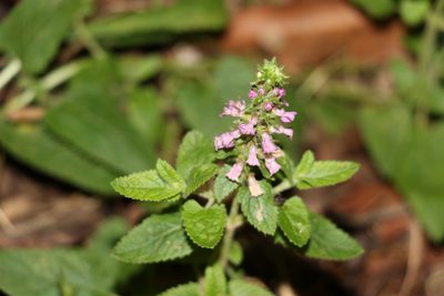 Teucrium argutum, photographed by Greg Tasney