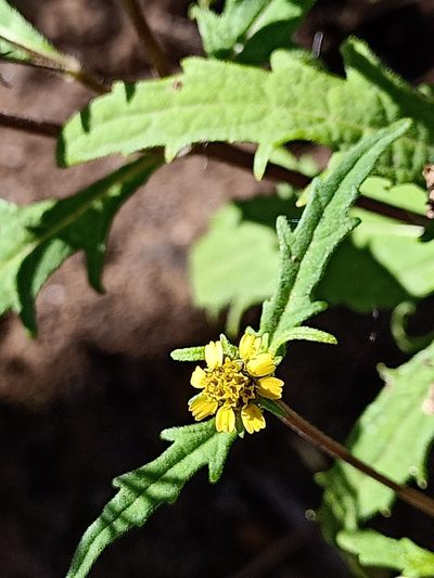 Sigesbeckia australiensis, photographed by Matthew Lincoln