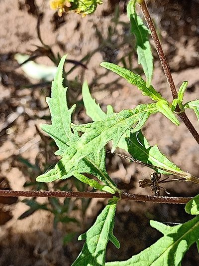 Sigesbeckia australiensis, photographed by Matthew Lincoln