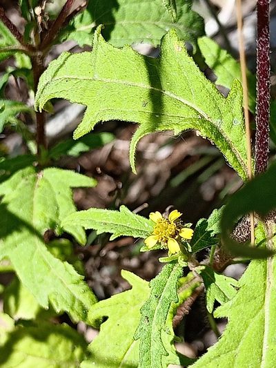 Sigesbeckia australiensis, photographed by Matthew Lincoln