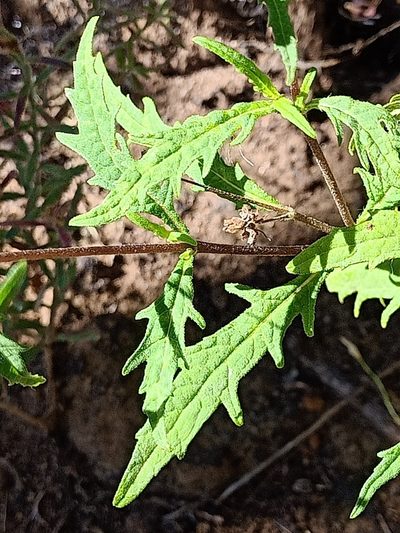 Sigesbeckia australiensis, photographed by Matthew Lincoln