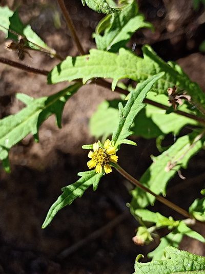 Sigesbeckia australiensis, photographed by Matthew Lincoln