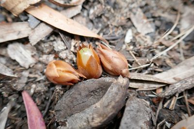 Stenanthera pinifolia, photographed by Gary Williams