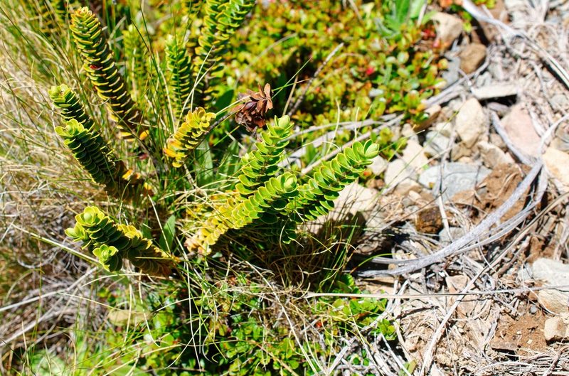 Veronica canterburiensis, photographed by Max Tweddell