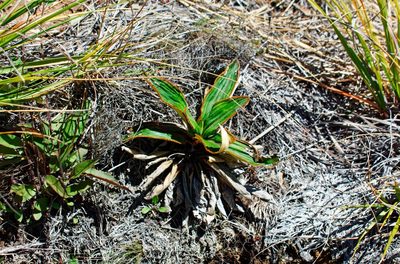 Celmisia traversii, photographed by Max Tweddell